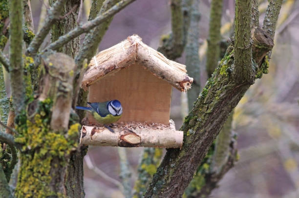 istock bluetit in a wooden feeder 1127844161