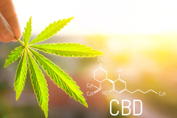 istock Molecular structure medical chemistry formula cannabis of the formula CBD 1127844266