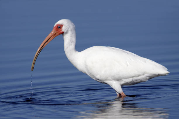 istock White Ibis Eudocimus albus wading in water 1127844755