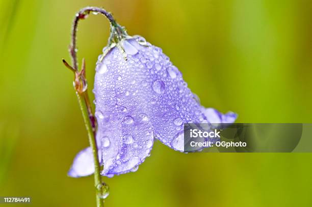 Blauer Glockenförmiger Blume Stockfoto und mehr Bilder von Bildhintergrund - Bildhintergrund, Blau, Blume