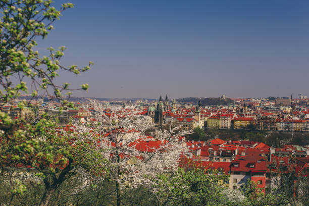 istock Blossoming tress with city in the background 1127845977