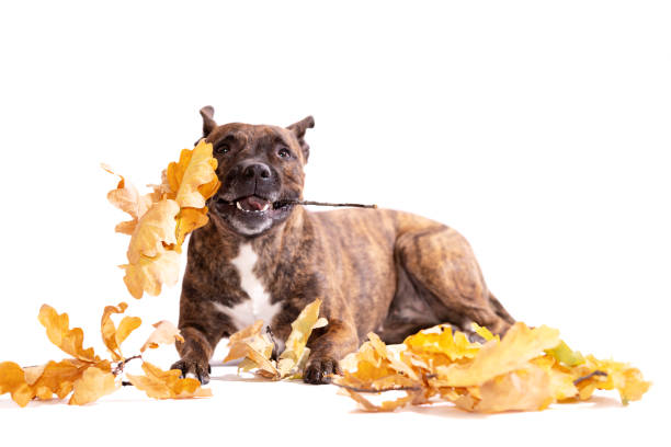 istock Adorable tiger dog isolated on white background 1127846689