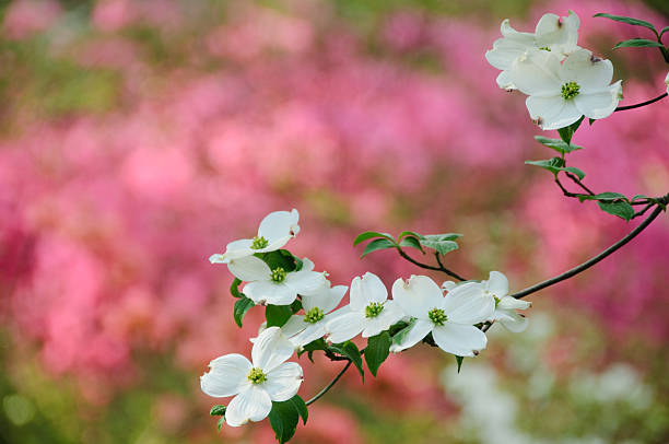 Flowering dogwood blossoms  azalea photos stock pictures, royalty-free photos & images