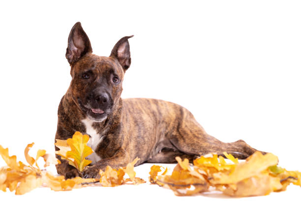 istock Adorable tiger dog isolated on white background 1127847357