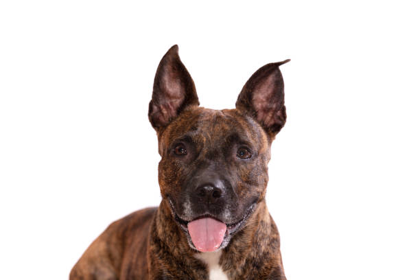 istock Adorable tiger dog isolated on white background 1127847394