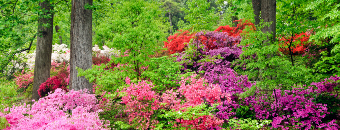 Photo showing a pretty flower border in a landscaped garden, growing in shade caused by a series of oak and beech trees.  The canopy high above the flower bed results in dappled shade and woodland type conditions, which are perfect for shade loving azaleas (small rhododendrons).  These particular azaleas are pictured here in full bloom in mid-spring, when they were covered in thousands of small red blooms.