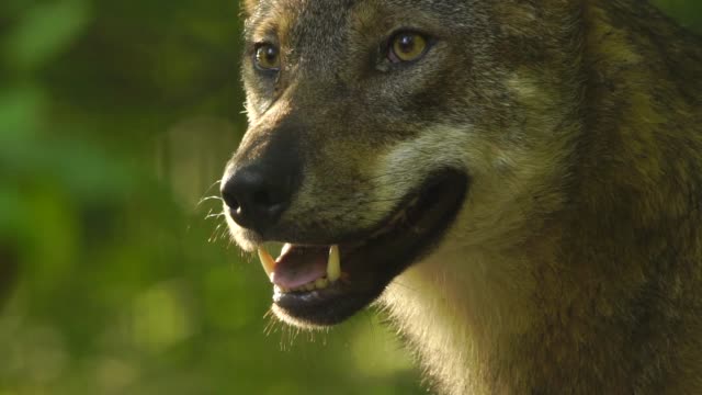 Wolf (Canis lupus) Western Caucasus