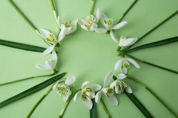istock Spring flowers - white snowdrops Galanthus nivalis arranged in circle, on a green background with space for text. Top view, flat lay. 1127848432