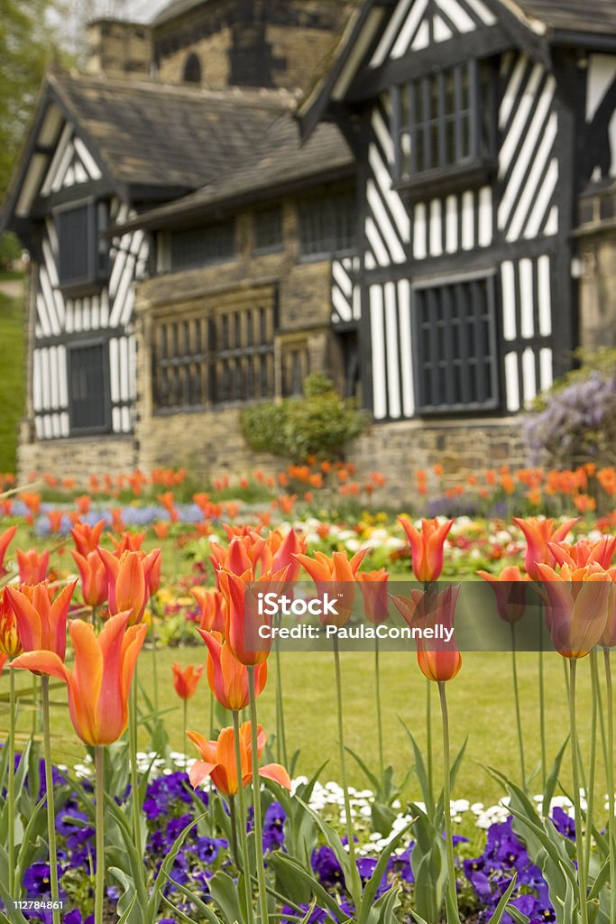 Tulipani in un giardino di campagna inglese - Foto stock royalty-free di Aiuola