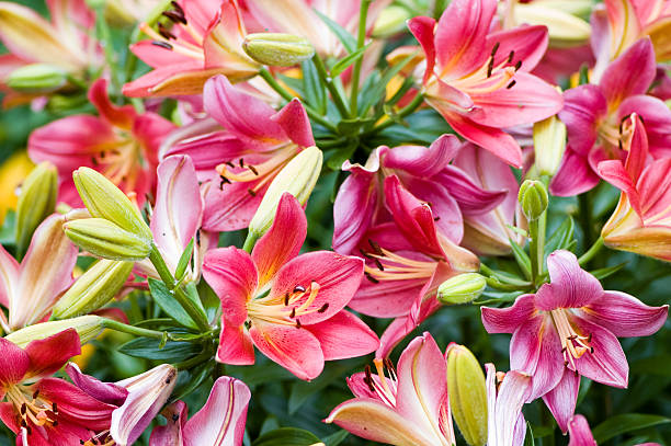 wybór asiatic liliowate - lily lily family temperate flower asiatic lily zdjęcia i obrazy z banku zdjęć