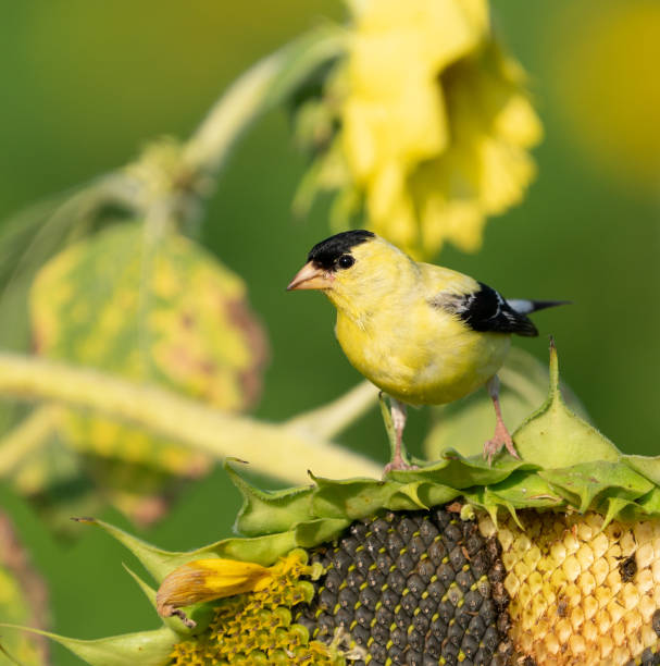 istock Goldfinch perched on sunflower. 1127849689