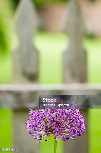 Zierlauch Head Stockfoto und mehr Bilder von Baumblüte - Baumblüte, Biegung, Bildhintergrund