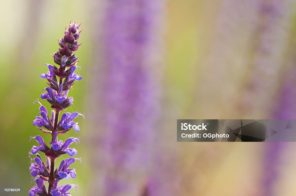 Púrpura flor salvia - Foto de stock de Cabeza de flor libre de derechos