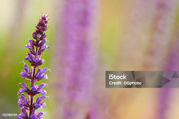 Púrpura Flor Salvia Foto de stock y más banco de imágenes de Cabeza de flor - Cabeza de flor, Color - Tipo de imagen, Colorido