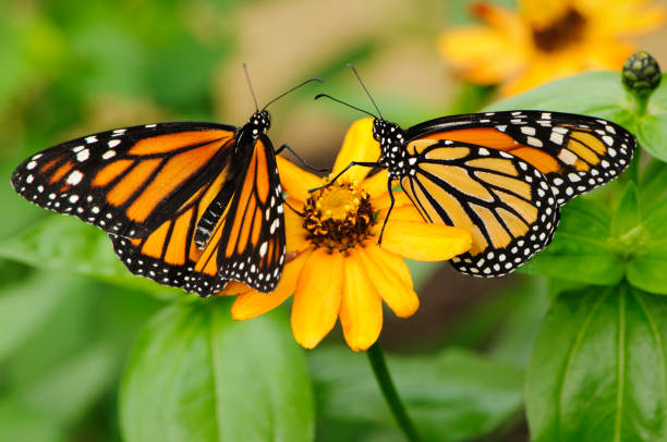 istock Pair of monarch butterflies 112785130