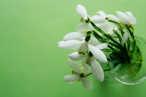 Spring bouquet of white snowdrops in vass. Green background. Isoalted spring flowers with copy space.