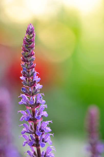 istock Purple  salvia flower 112785185