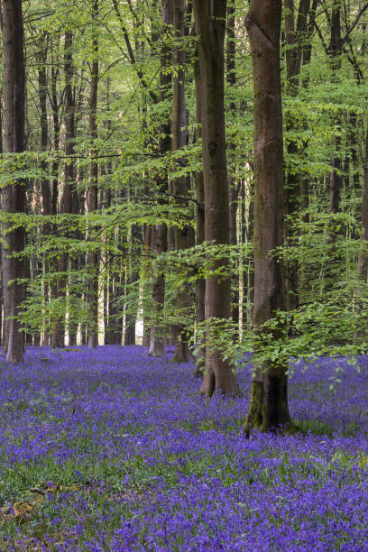 istock Stunning bluebell forest landscape image in soft sunlight in Spring 1127852082
