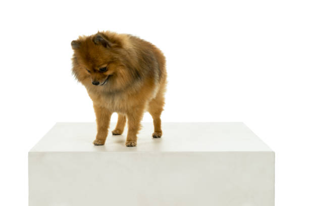 istock Brown Pomeranian - Dwarf Spitz dog isolated on a white background 1127852192