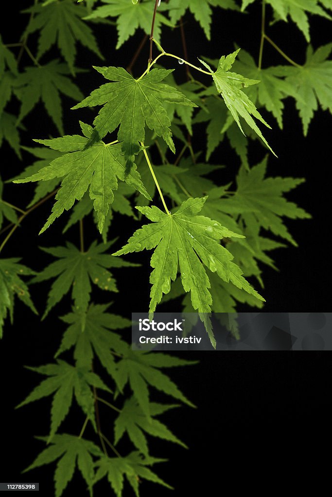 분재 단풍 잎 - 로열티 프리 0명 스톡 사진
