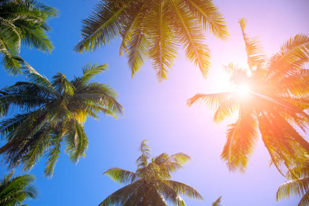 istock Coco palm tree top with orange flare. Palm tree crowns with green leaves on sunny sky background. 1127854175