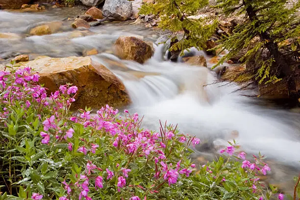 Photo of Glacial stream with wild flowers