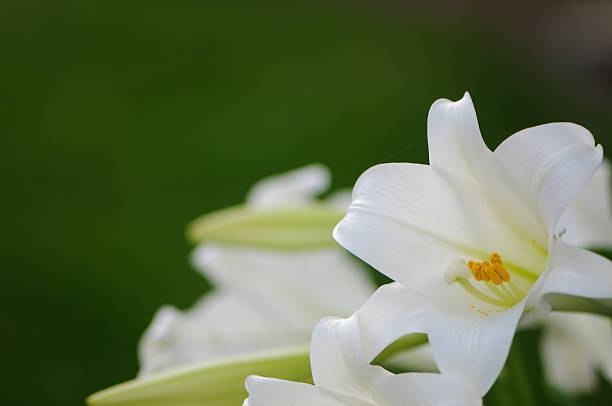weiße seerose - madonnenlilie stock-fotos und bilder