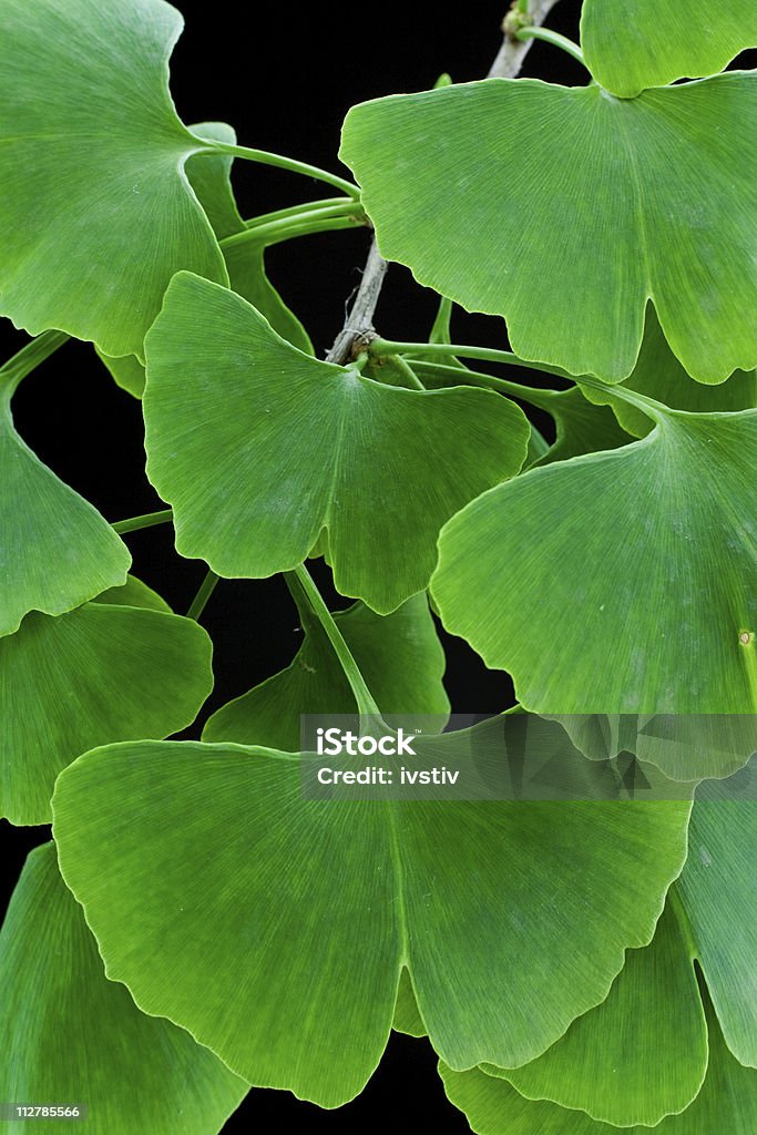 Verde hojas (Ginkgo biloba) - Foto de stock de Ginkgo libre de derechos