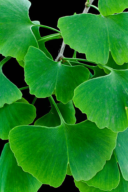 folhas verdes (ginkgo biloba) - ginkgo ginkgo tree chinese medicine ayurveda - fotografias e filmes do acervo