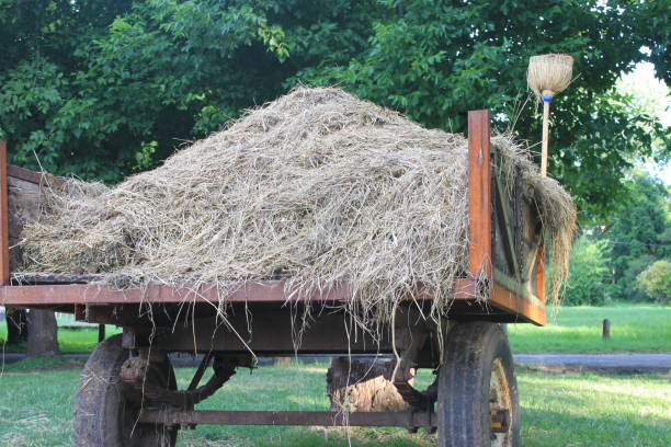 istock FOREGROUND HAY CART, DRIED STRAW IN THE FIELD 1127856344