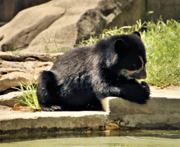 istock A picture of a Bear 1127856498