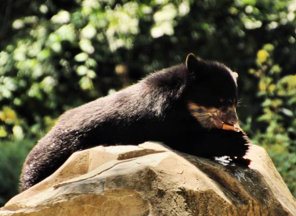 istock A picture of a Bear 1127856500
