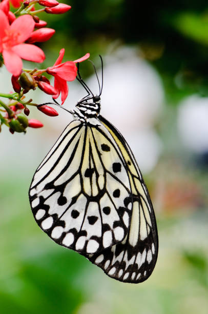 istock Paper Kite or Rice Butterfly (Idea leuconoe) 112785711