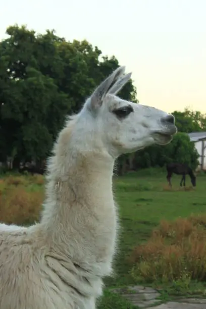CLOSE-UP OF LLAMA OR GUANACO WITH WHITE FUR, PROFILE VIEW, WITH VEGETATION BACKGROUND IN CITY FARM