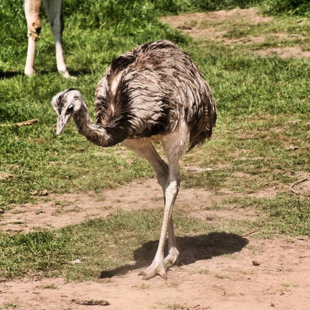 istock A picture of an Emu 1127857191