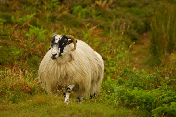 istock Wild Atlantic Way Slieve League 1127857253