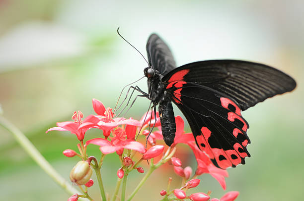 istock Scarlet mormon butterfly (Papilio rumanzovia) 112785745