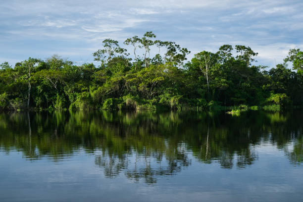 The rainforest reflected in the lake The Imiria lake in Peru reflects the lowland rainforest with its abundant vegetation. ecological reserve photos stock pictures, royalty-free photos & images