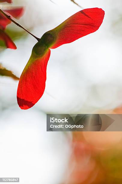 Closeup Of 등근육lit 메이플 씨앗류 단풍나무 씨에 대한 스톡 사진 및 기타 이미지 - 단풍나무 씨, 나무, 0명