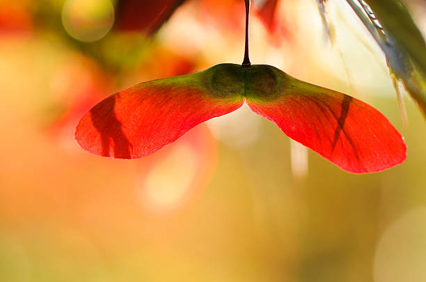 close-up of 등근육-lit 메이플 씨앗류 - maple keys seed maple tree transparent 뉴스 사진 이미지