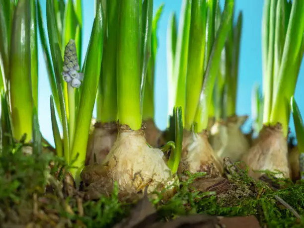 Bulbs with young green sprouts in spring