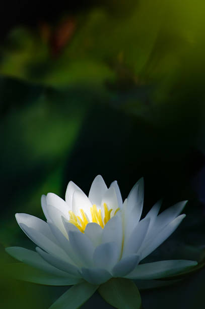 istock White Water lily with shaft of light 112785954