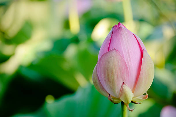 istock Pink lotus flower 112785958