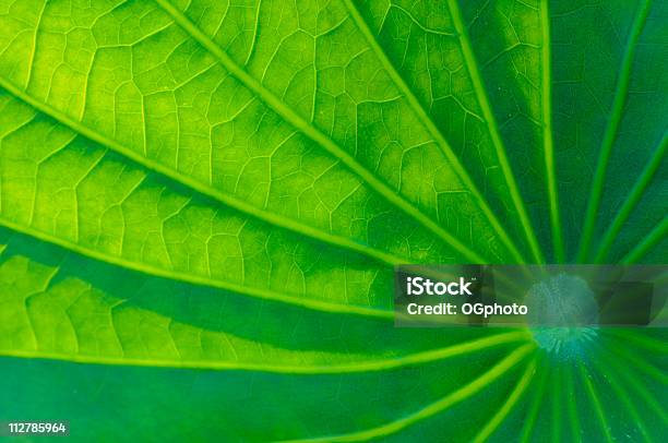 Back Lit Tropical Plant Leaf Stock Photo - Download Image Now - Back Lit, Backgrounds, Beauty In Nature