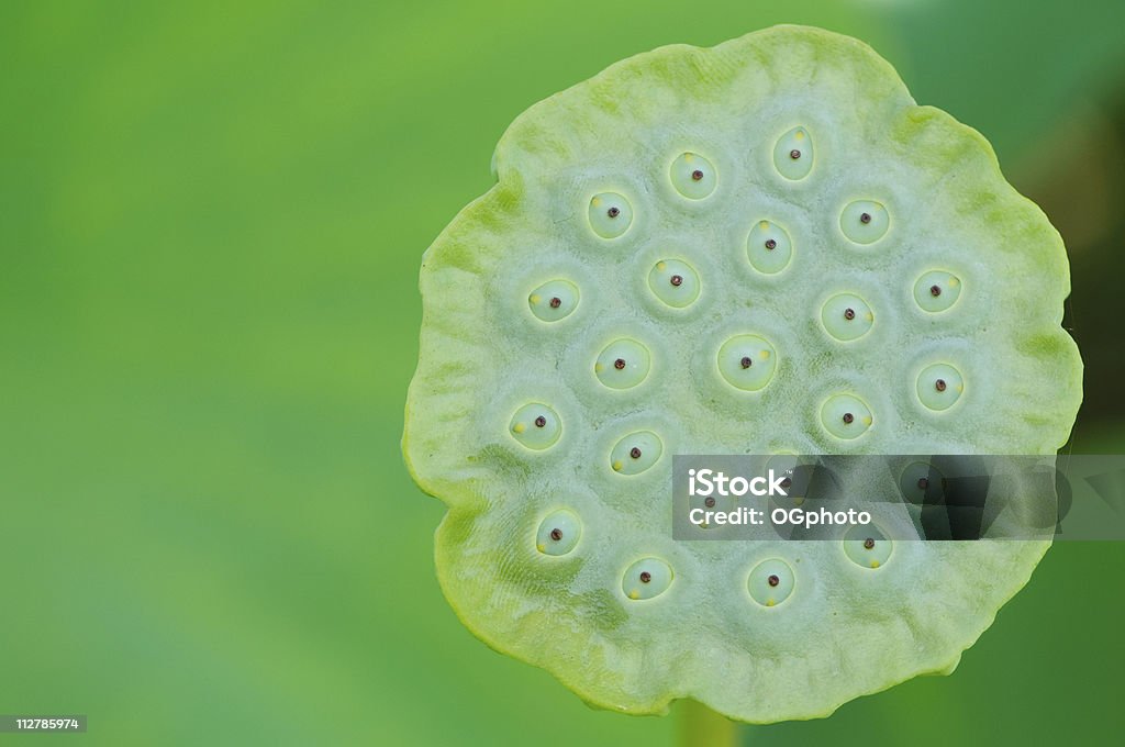 Fiore di loto Seme testa - Foto stock royalty-free di Baccello - Stadio di crescita floreale