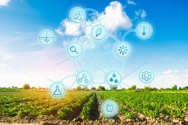 istock Scientific work and selection, crop forecasting and condition analysis. Modern farming. field of vegetables on a sunny day. Fresh green greens. Innovations and developments in agriculture. 1127859828