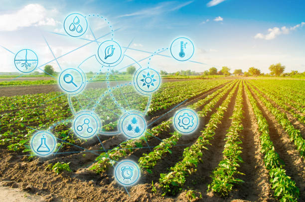istock Farm field pepper. Innovation and modern technology. Quality control, increase crop yields. Monitoring the growth of plants, monitoring of natural conditions. Digitization of agro-industry. 1127859831