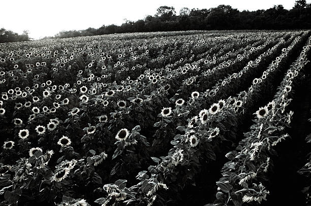 istock Sunflower field in black and white 112786026