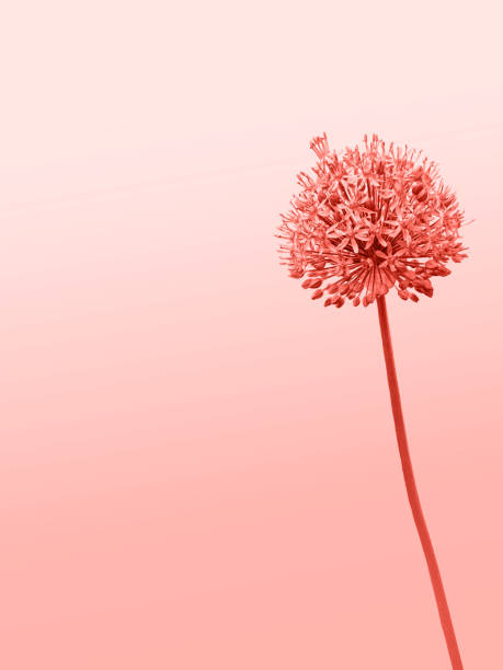 Trend photography on the theme of the actual colors for this season - a shade of orange. A collage on which the flower is an allium gladiator is placed on a gradient background.