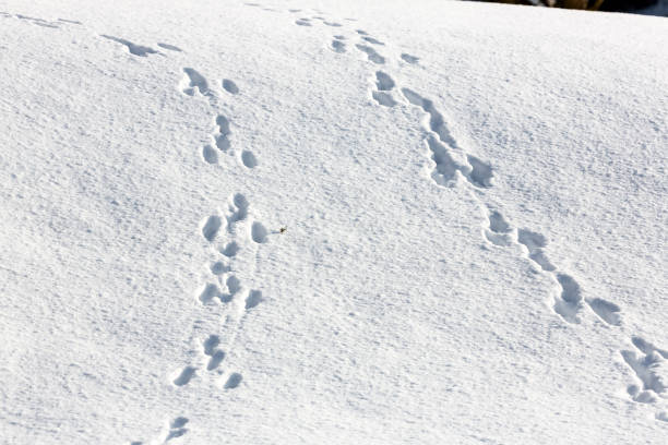 istock Snowy animal footsteps 1127862412
